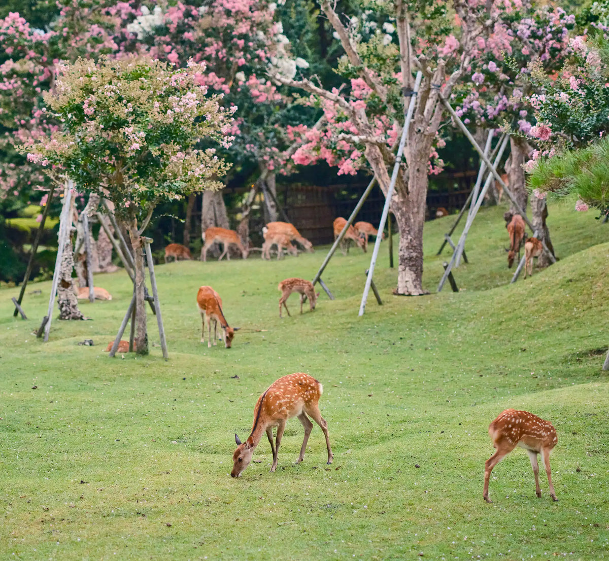 Nara & Kyoto