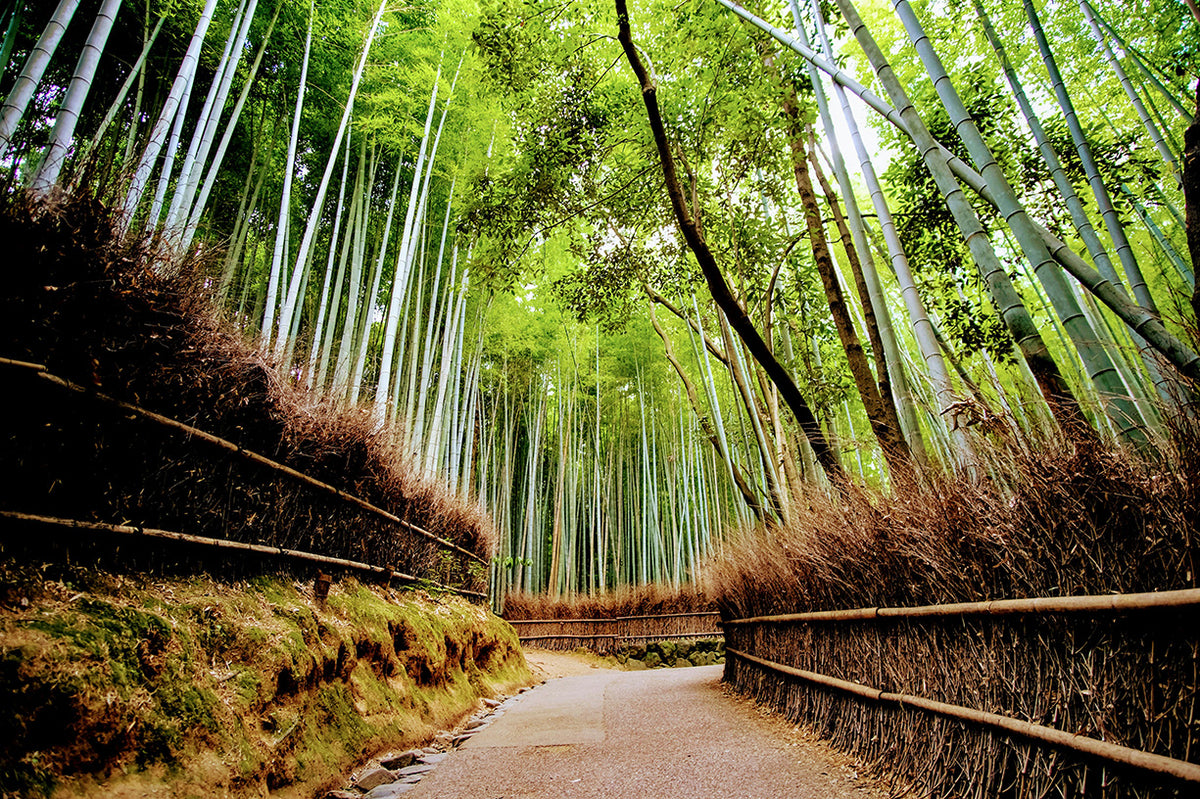 Kyoto libre