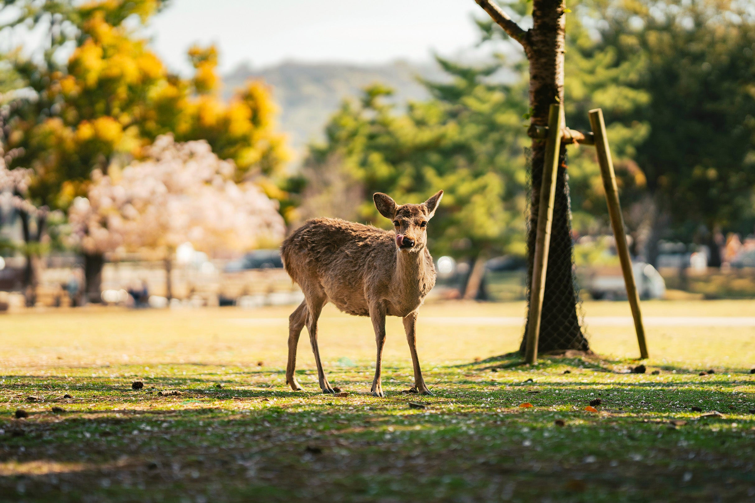Grand Voyage Japon – 21 jours / 20 nuits Tokyo · Kyoto · Hiroshima · Osaka